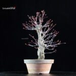 Acero Palmato Nishikigawa - immagine 4