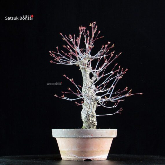 Acero Palmato Nishikigawa - immagine 4