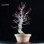 Acero Palmato Nishikigawa - immagine 2