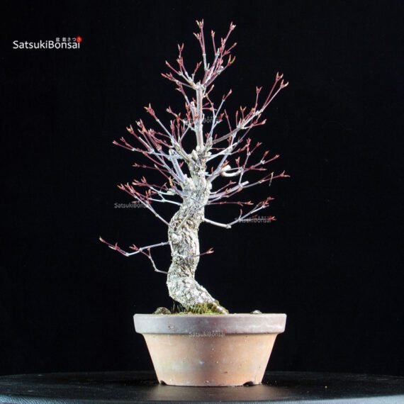 Acero Palmato Nishikigawa - immagine 2