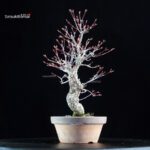 Acero Palmato Nishikigawa - immagine 3