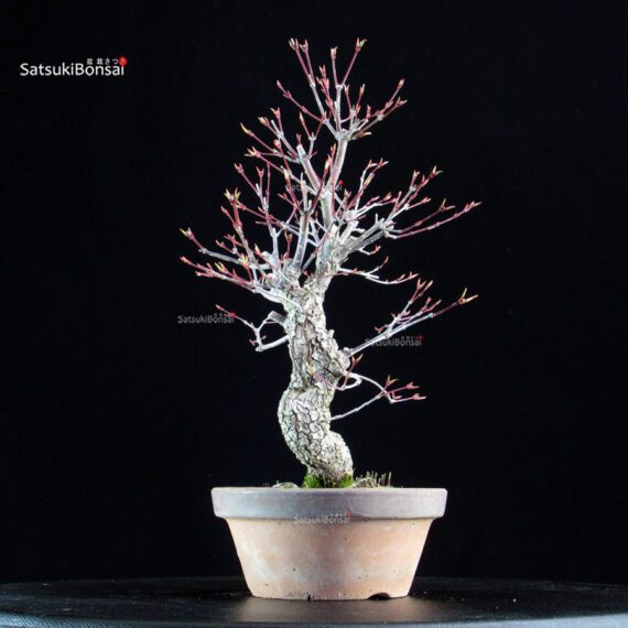 Acero Palmato Nishikigawa - immagine 3