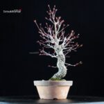 Acero Palmato Nishikigawa - immagine 4