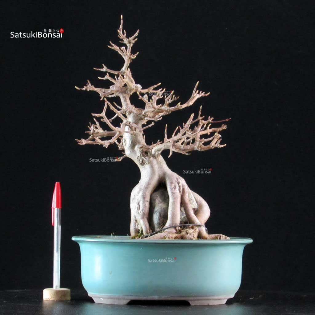 5996_1-Acer-buergerianum-kaede Acer Buergerianum su roccia - Kaede - immagine 1