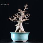 Acer Buergerianum su roccia - Kaede - immagine 2