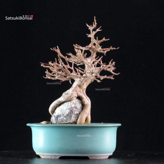 Acer Buergerianum su roccia - Kaede - immagine 3