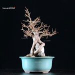 Acer Buergerianum su roccia - Kaede - immagine 4