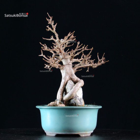 Acer Buergerianum su roccia - Kaede - immagine 4