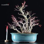 Acero palmato Yamamomiji