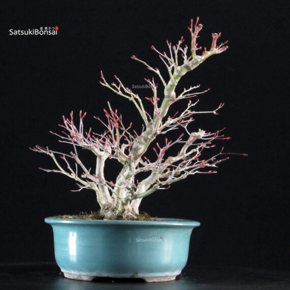 Acero palmato Yamamomiji - immagine 2