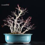 Acero palmato Yamamomiji - immagine 3