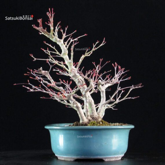 Acero palmato Yamamomiji - immagine 4