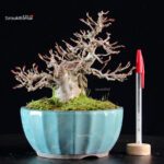 Acer Buergerianum - Kaede