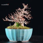 Acer Buergerianum - Kaede - immagine 2