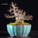 Acer Buergerianum - Kaede - immagine 3