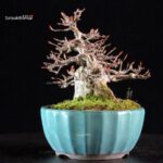 Acer Buergerianum - Kaede - immagine 4