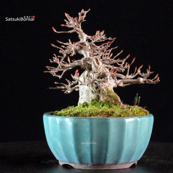 Acer Buergerianum - Kaede - immagine 4