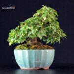 Acer Buergerianum - Kaede