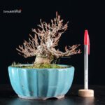 Acer Buergerianum - Kaede