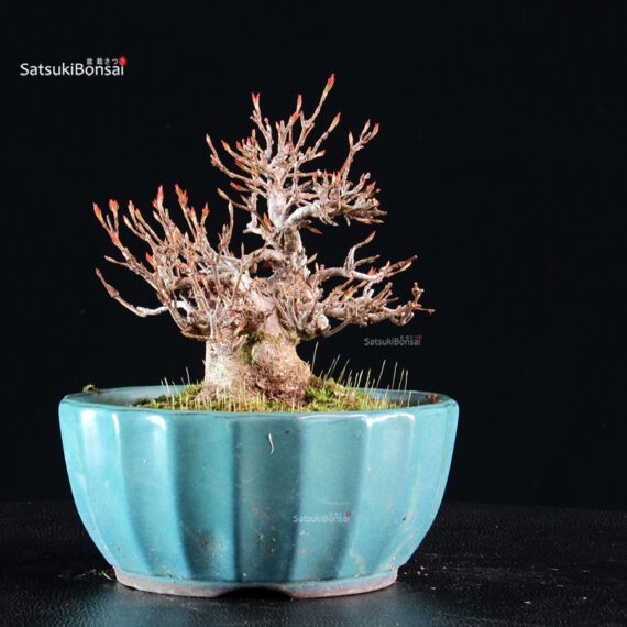 Acer Buergerianum - Kaede - immagine 2