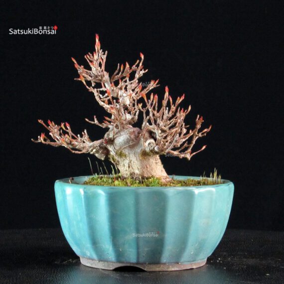 Acer Buergerianum - Kaede - immagine 3