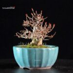 Acer Buergerianum - Kaede - immagine 4
