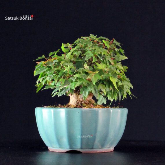 Acer Buergerianum - Kaede - immagine 2