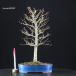 Fagus Crenata - Faggio - Buna