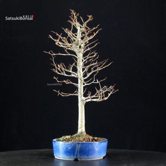 Fagus Crenata - Faggio - Buna - immagine 2