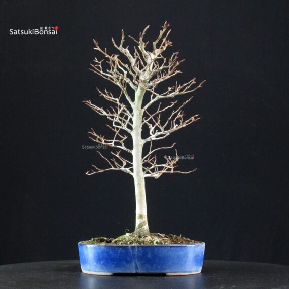 Fagus Crenata - Faggio - Buna - immagine 3