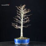 Fagus Crenata - Faggio - Buna - immagine 4