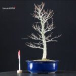 Fagus Crenata - Faggio - Buna