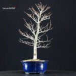 Fagus Crenata - Faggio - Buna - immagine 2