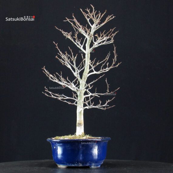 Fagus Crenata - Faggio - Buna - immagine 2