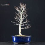 Fagus Crenata - Faggio - Buna - immagine 3