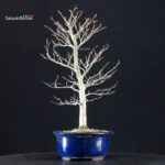 Fagus Crenata - Faggio - Buna - immagine 4