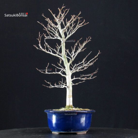 Fagus Crenata - Faggio - Buna - immagine 4