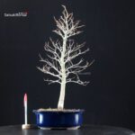 Fagus Crenata - Faggio - Buna