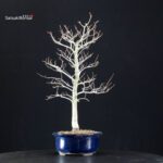 Fagus Crenata - Faggio - Buna - immagine 2