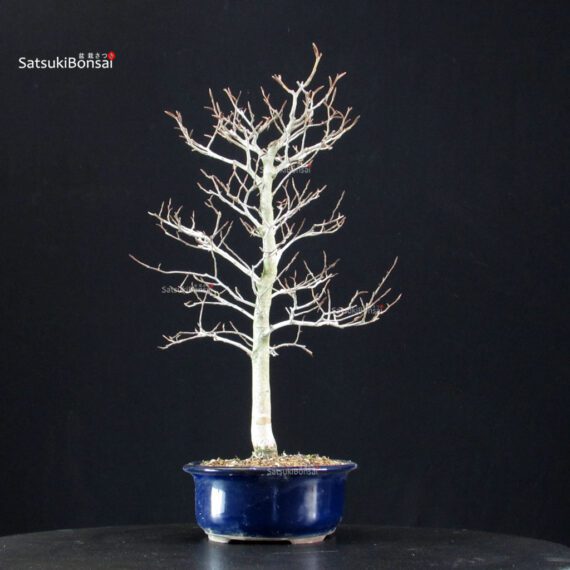 Fagus Crenata - Faggio - Buna - immagine 2