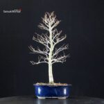 Fagus Crenata - Faggio - Buna - immagine 3