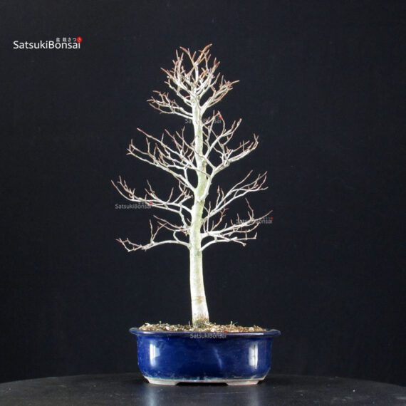 Fagus Crenata - Faggio - Buna - immagine 3