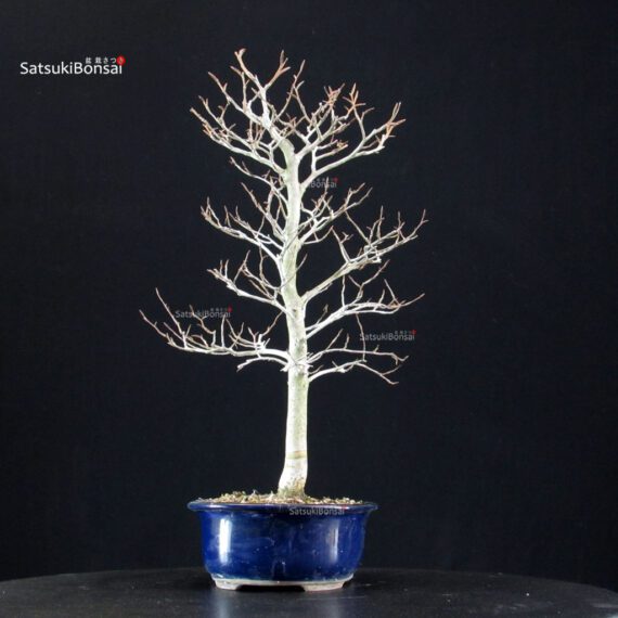 Fagus Crenata - Faggio - Buna - immagine 4