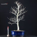 Fagus Crenata - Faggio - Buna