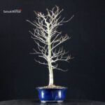 Fagus Crenata - Faggio - Buna - immagine 4