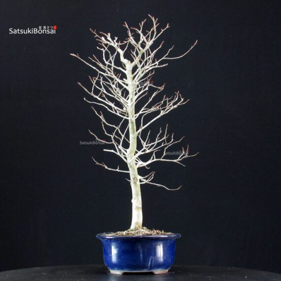 Fagus Crenata - Faggio - Buna - immagine 4