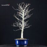 Fagus Crenata - Faggio - Buna - immagine 2