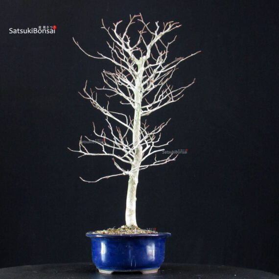 Fagus Crenata - Faggio - Buna - immagine 2