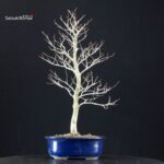 Fagus Crenata - Faggio - Buna - immagine 3