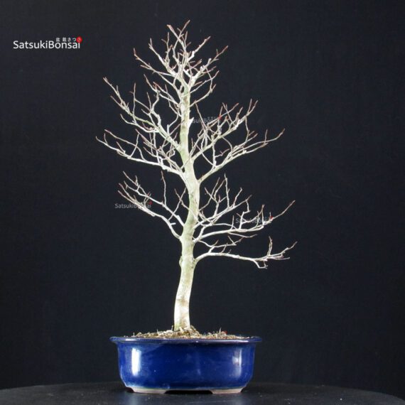 Fagus Crenata - Faggio - Buna - immagine 3